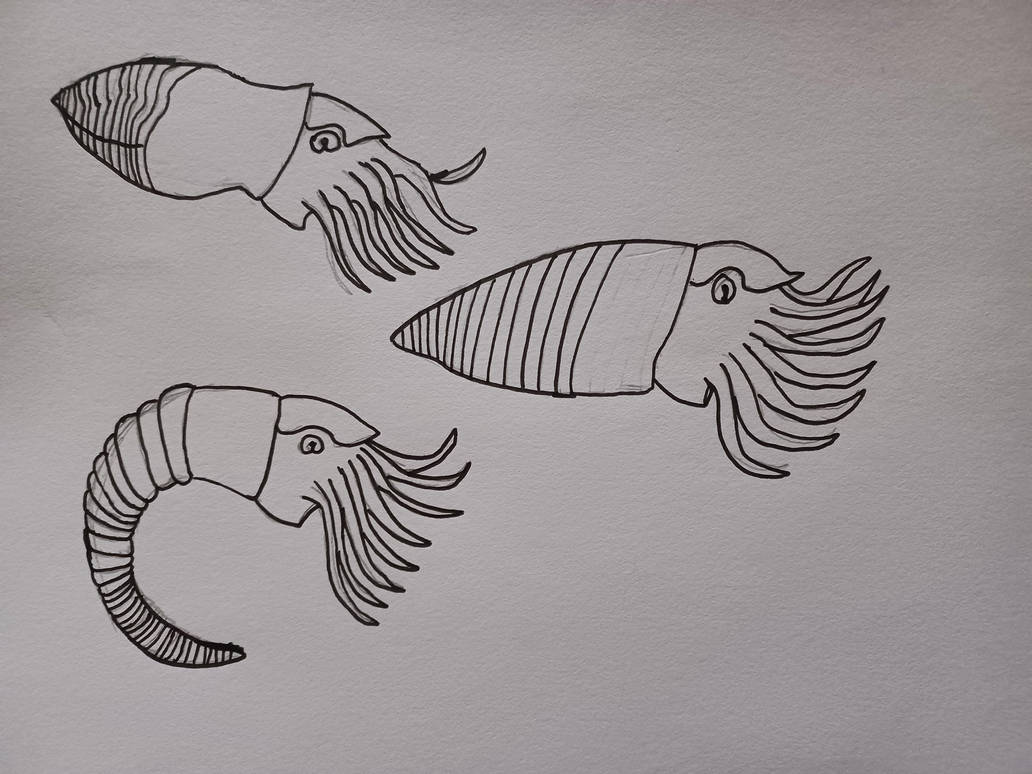 Endocerids Piloceratid Endocerida by TheSirenLord on DeviantArt