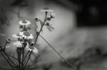 black and white by negriis