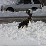 King of the snow mountain