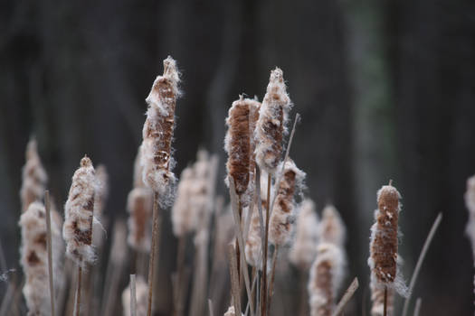 Cattails