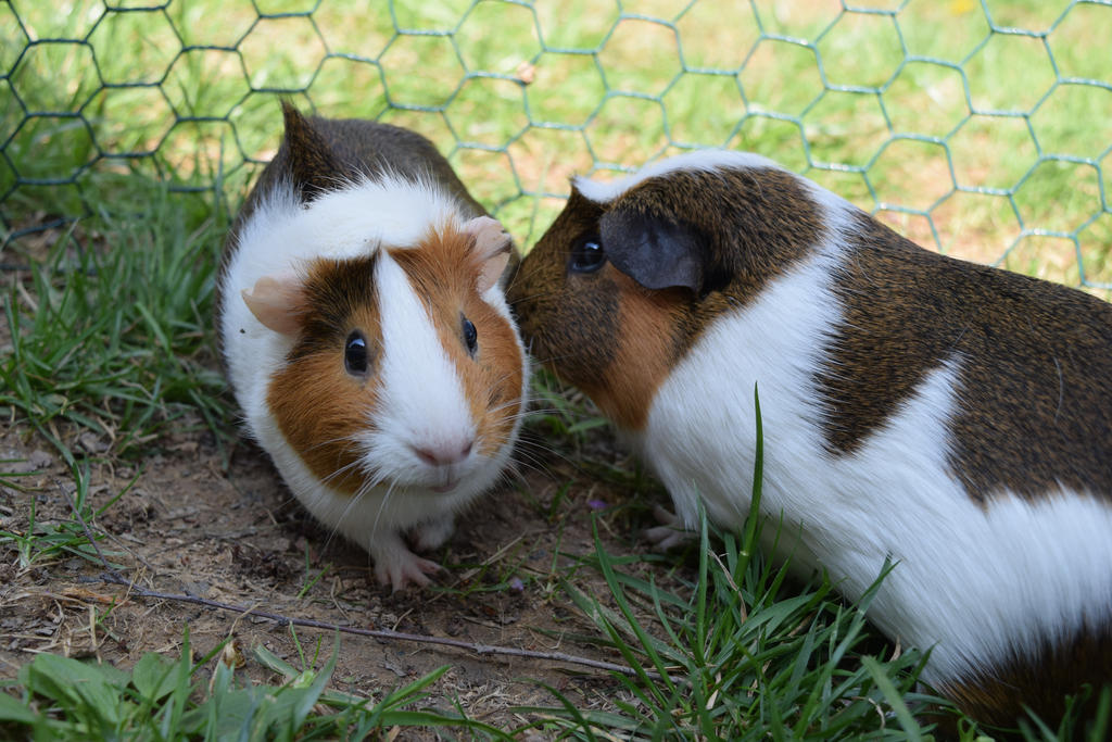 Guinea Pigs