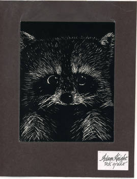 Racoon