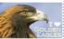 Golden Eagle Appreciation