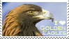 Golden Eagle Appreciation