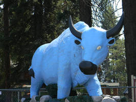 Blue Bull