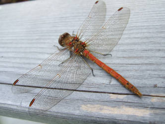 On Gossamer Wings