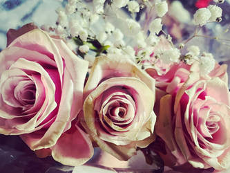 White Flowers and Pink Roses