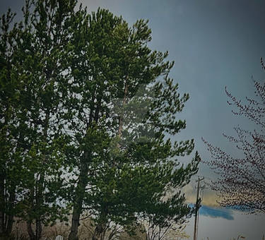 Green Tree and Blue Sky