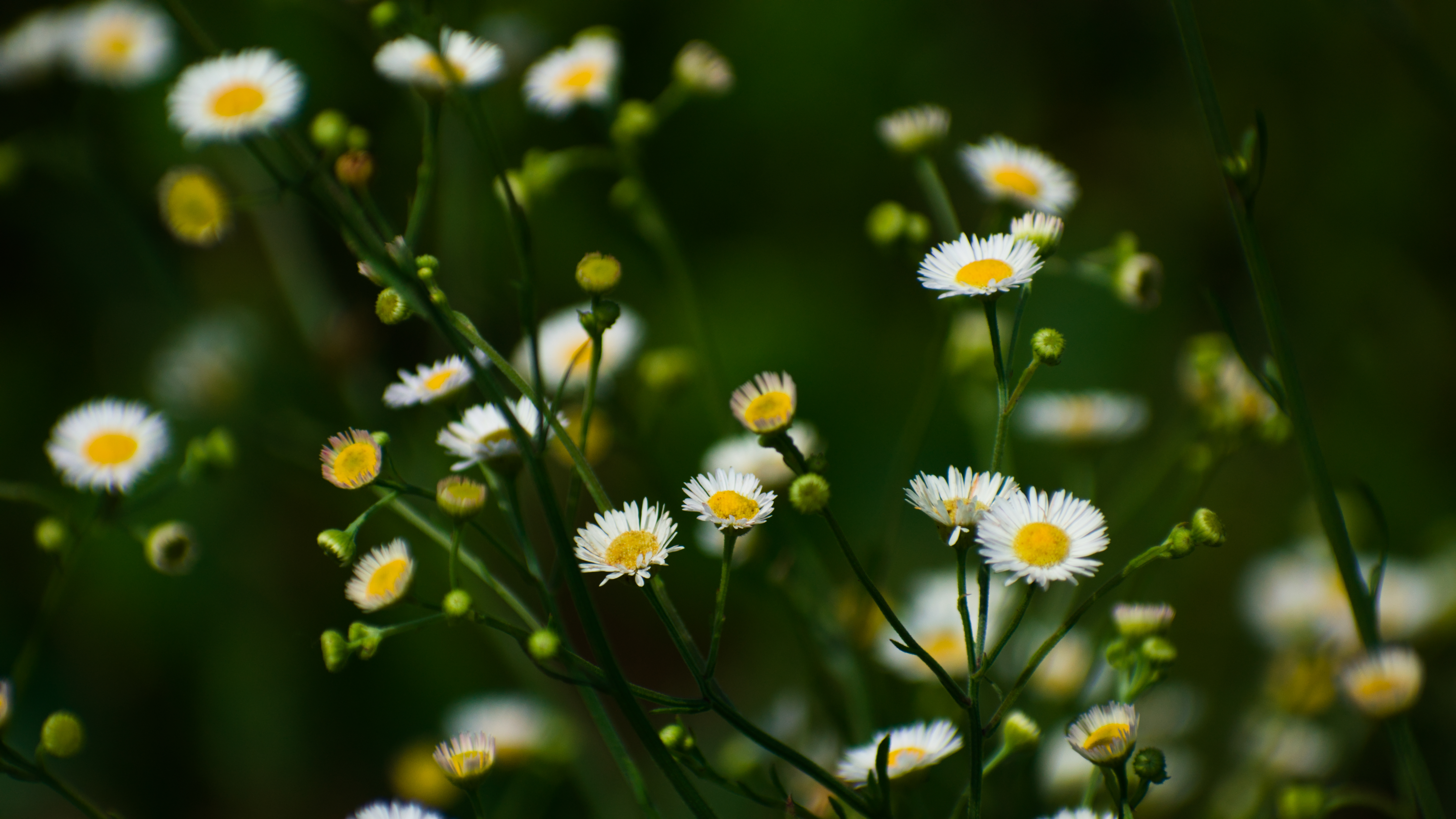 Beauty in the Sea of Green
