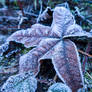 Frosty Leaf