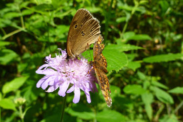 Butterflies