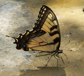 Tiger Swallowtail