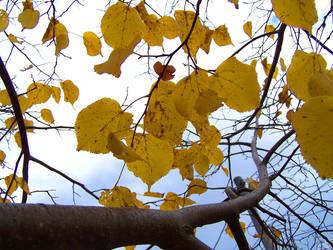 yellow leaves