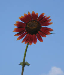 Sunflower Sky