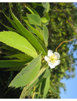 White, Green, Blue