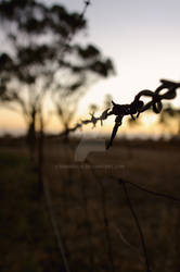 Country Fence