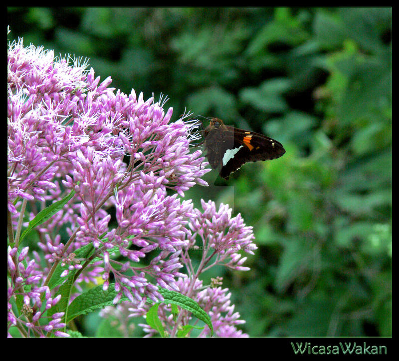 Lilac Butterfly