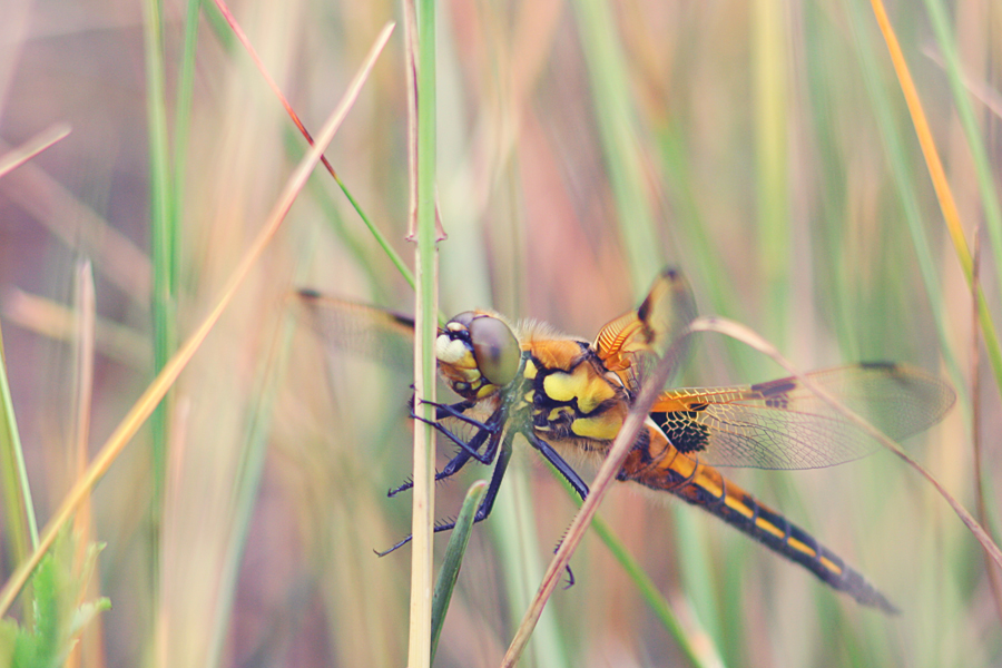 Dragonfly