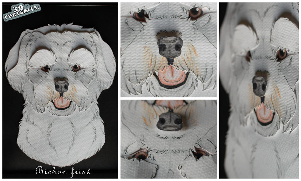 3D - Portraits: Bichon Frise