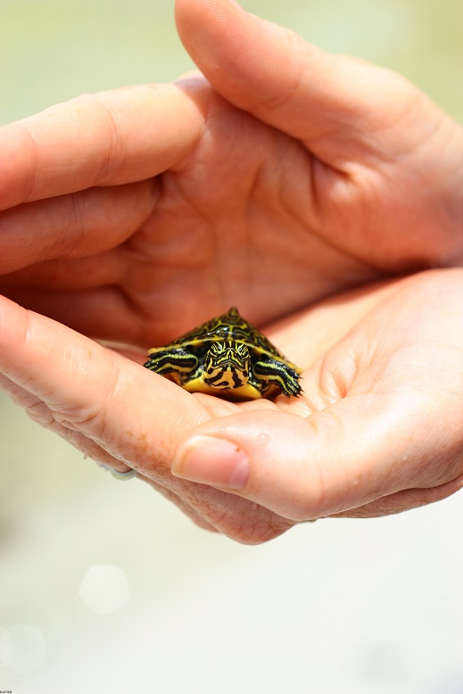 Mr. Turtle Finds Shelter