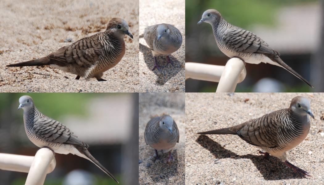 Hawaii - Kona birdies