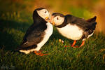 Puffin in Iceland 4 by Nightline