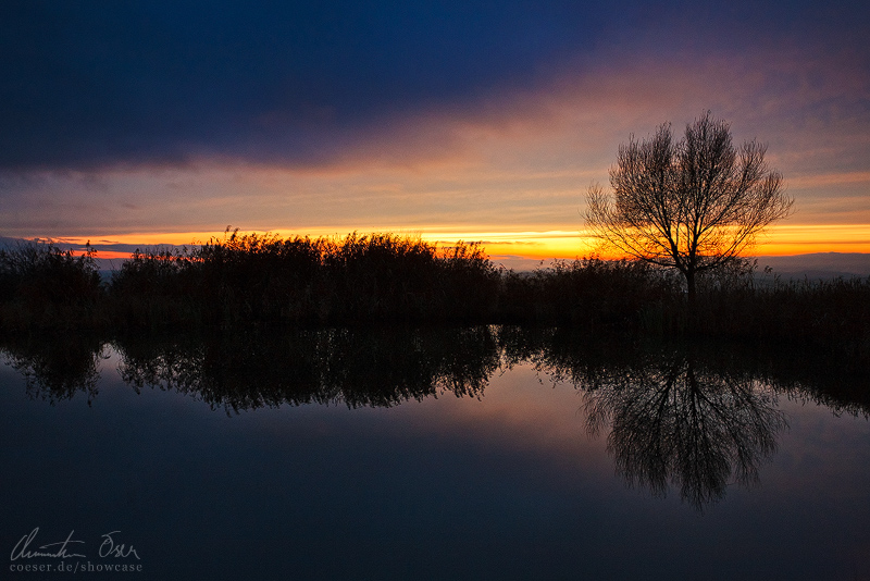 Calm tree