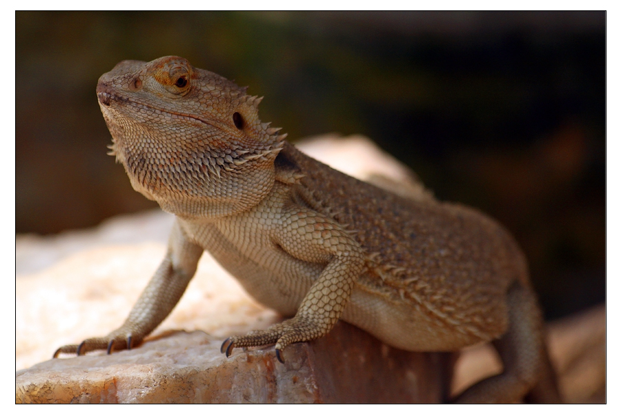 Bearded Dragon