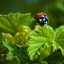 Ladybug