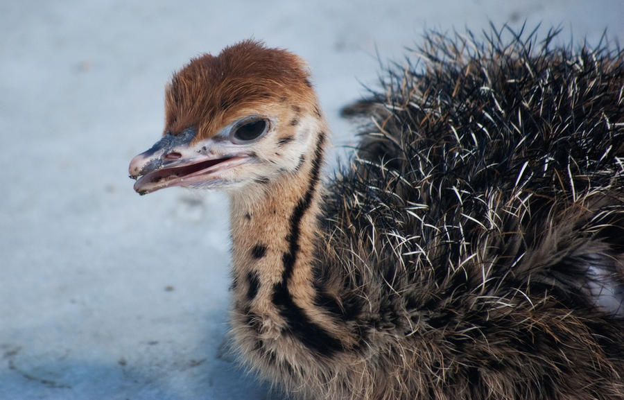 baby ostrich 2