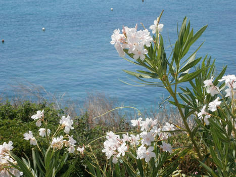 Flowers by the Sea