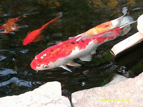 Koi Fish