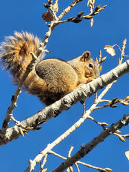 Squirrel in a tree