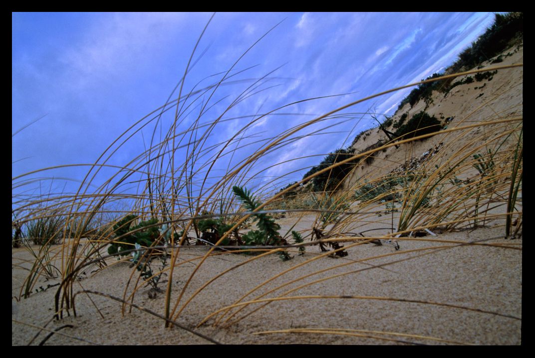 Beach Grass