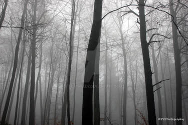 Fog Woods