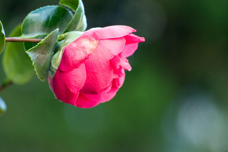 stereotypical flower photo by uncherished on DeviantArt