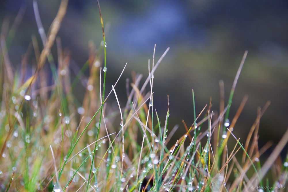 wet grass