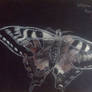 Butterfly (Scratchboard)