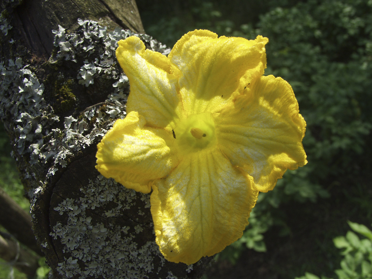 zucchini flower