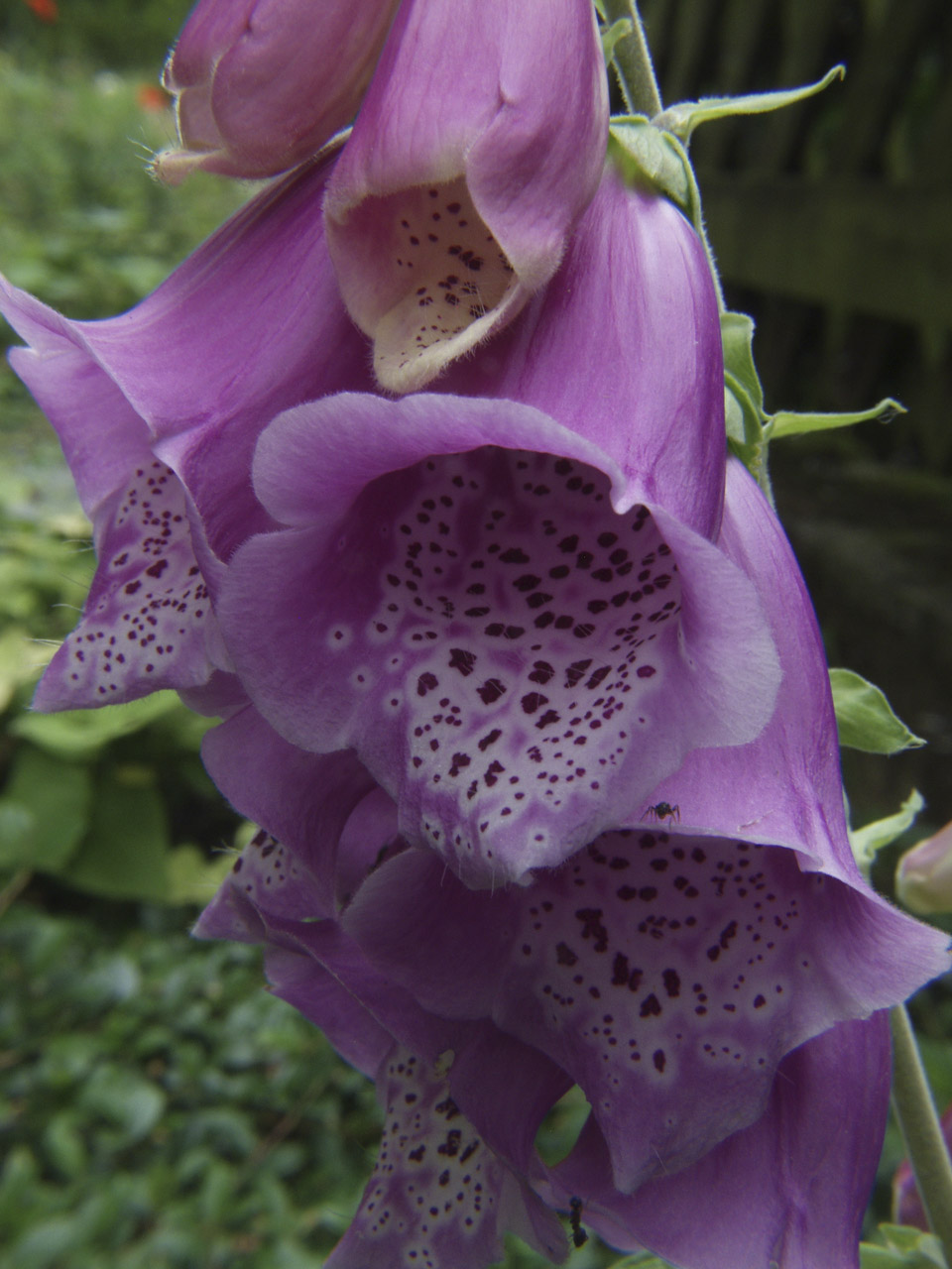 digitalis