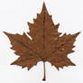 maple leaf