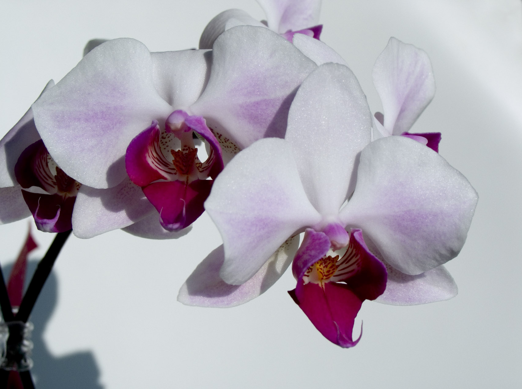 Phalaenopsis.