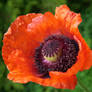 poppy close