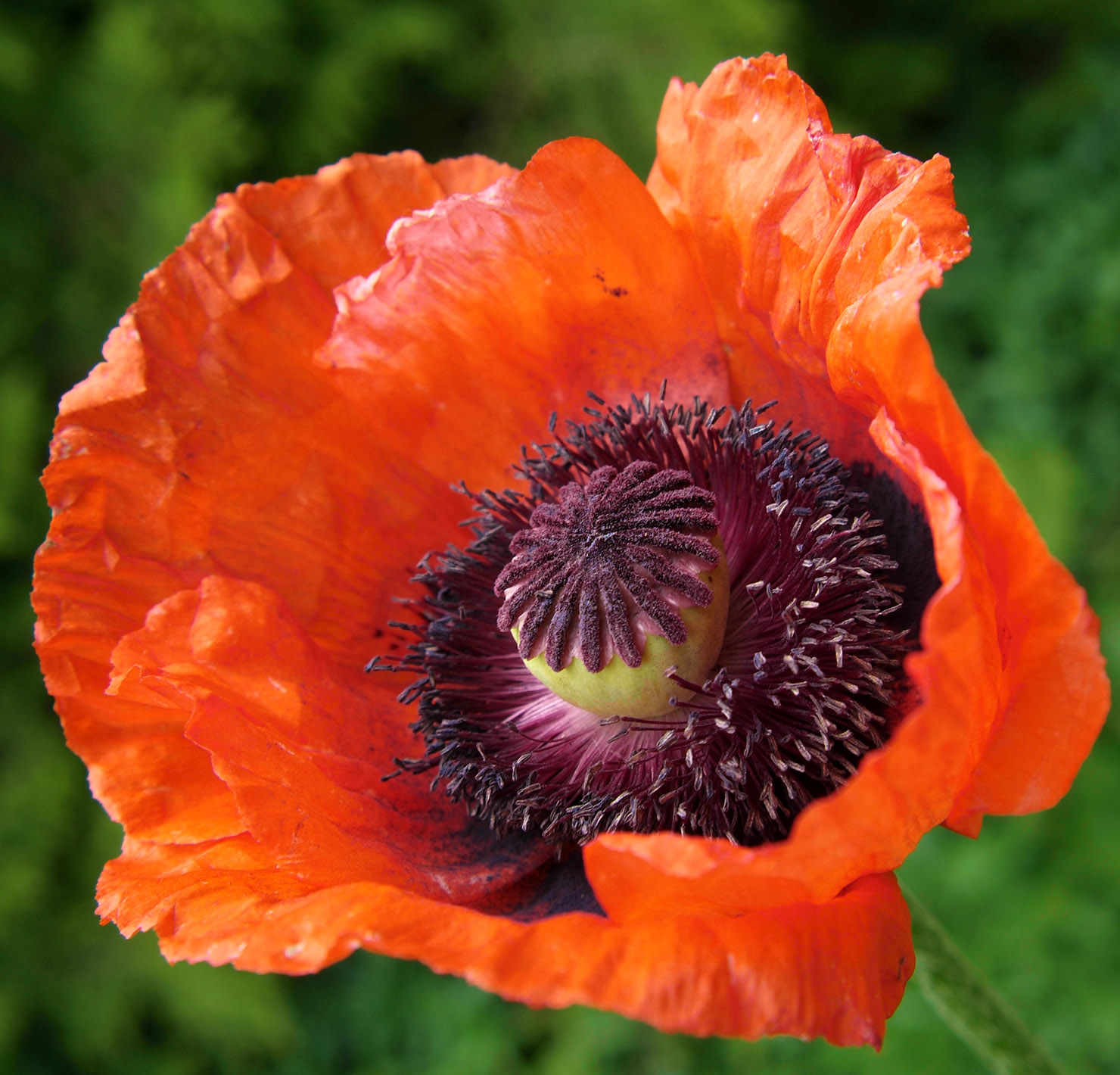 poppy close