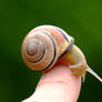 snail on my finger