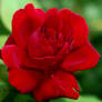 red one close