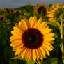 evening sun