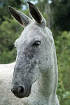 friendly. by vw1956stock