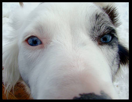 Baby Blue Eyes.