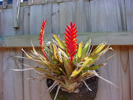 Red flower plant